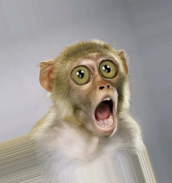 смешной кот. эмоции кошек. удивленный кот. кот в шоке. кот облизывается.