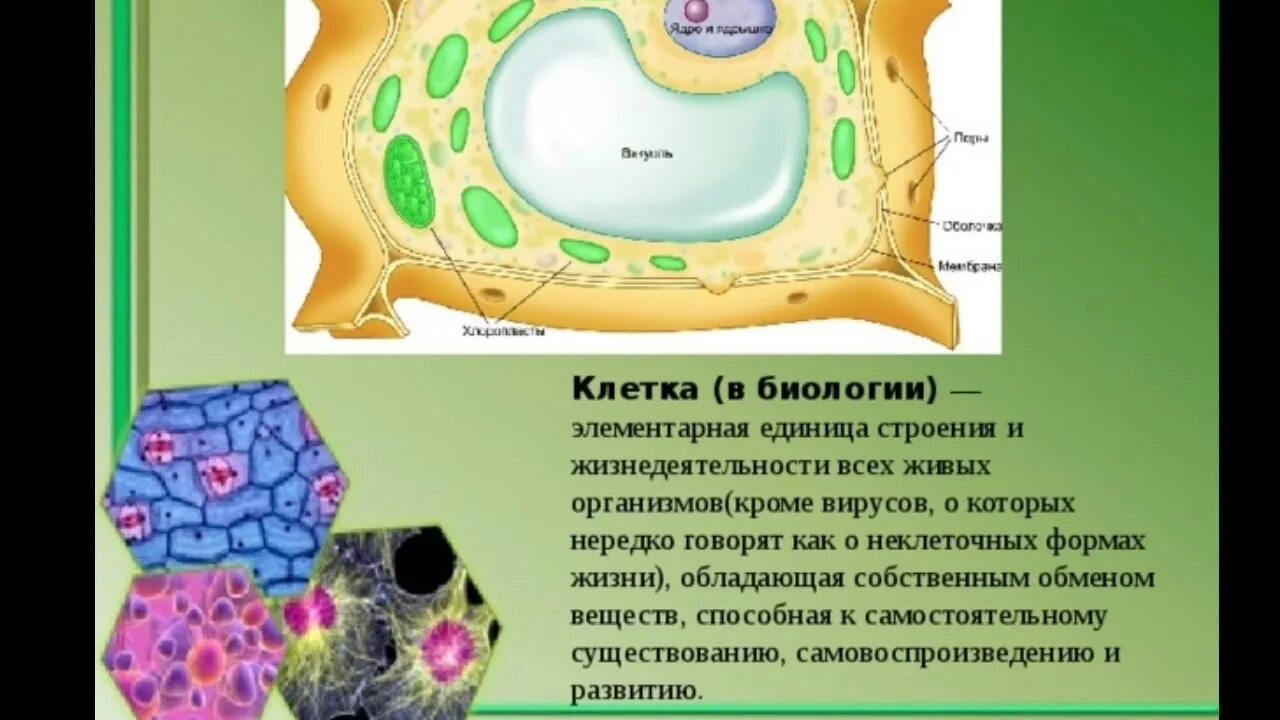 Хранение продуктов жизнедеятельности растительной. Вакуоль клетки 5 класс биология. Строение растительной клетки 6 класс биология Пасечник. Строение мембраны растительной клетки. Вакуоль мембрана биология 6 класс.