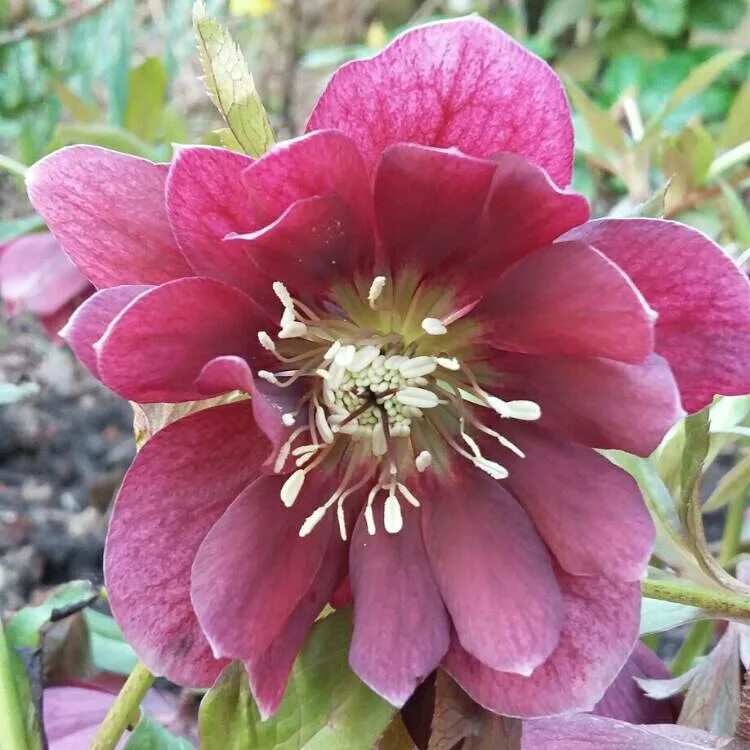 Морозник геллеборус. Морозник Double Ellen Purple. Морозник Double Ellen Red. Морозник Helleborus Double Ellen "Purple".