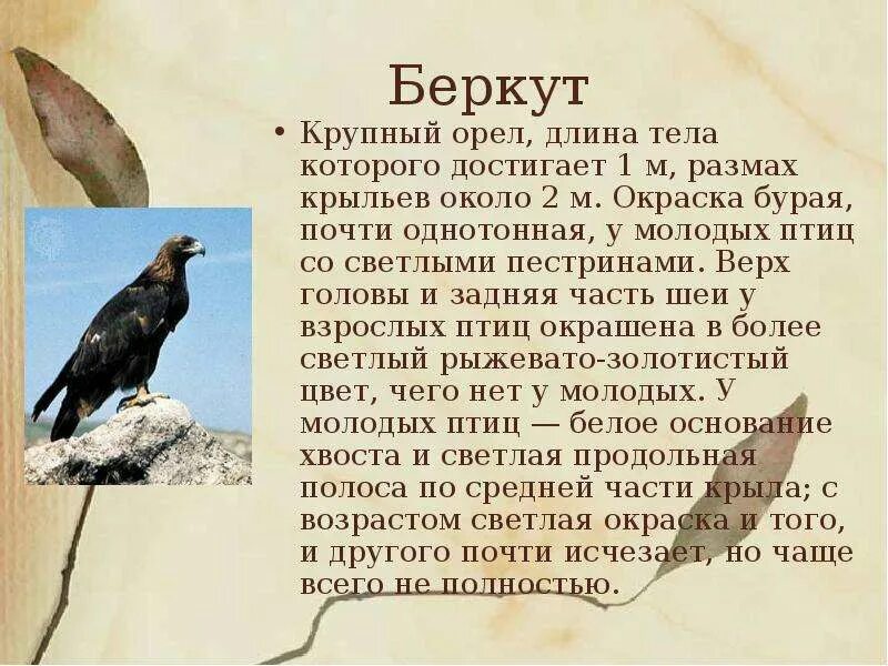 Красная книга России Орел Беркут. Орел Беркут доклад 3 класс. Сообщение о Орле Беркуте. Доклад о Беркуте из красной книги.