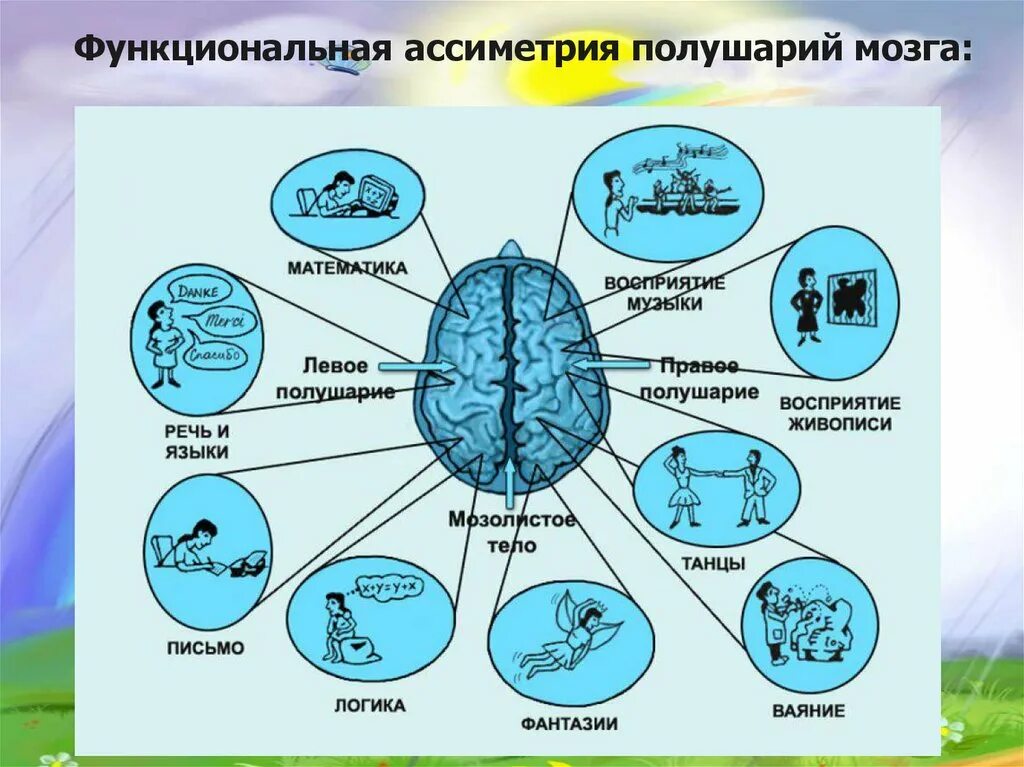 На память какая часть. Функциональная асимметрия полушарий мозга. Функциональная межполушарная асимметрия мозга. Высших психических функций. Доминирующее полушарие мозга.