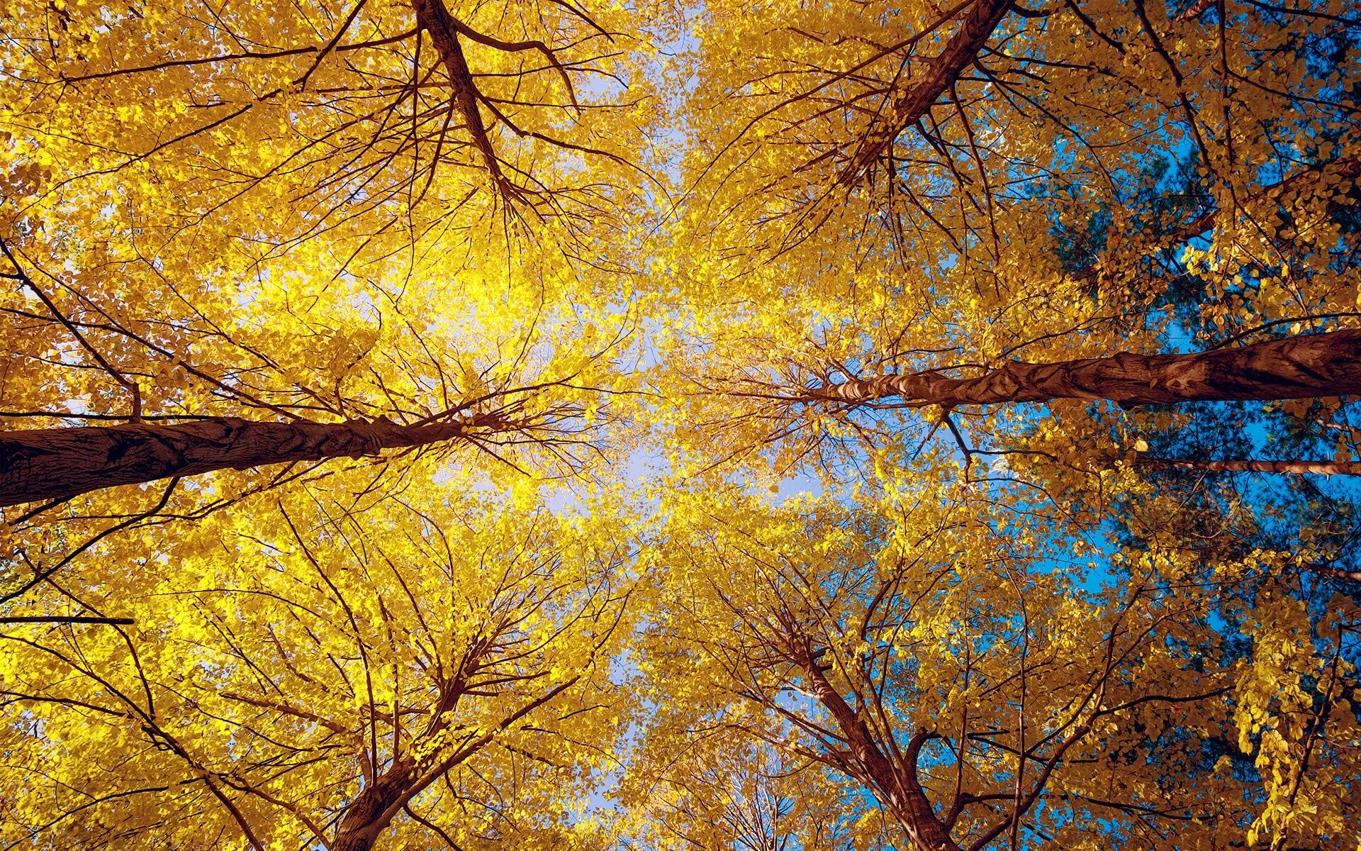 Снизу картины. Led LG 43uq75006lf. Осеннее дерево. Осень солнце. Осень деревья.