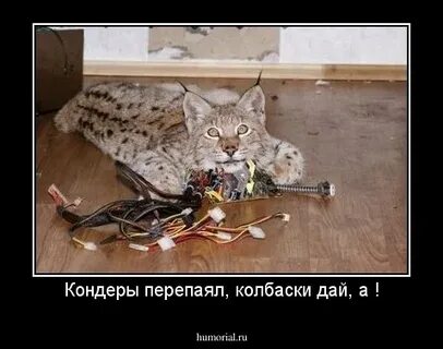 Да я никакой