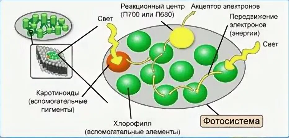 На первом этапе молекулы улавливают солнечный свет