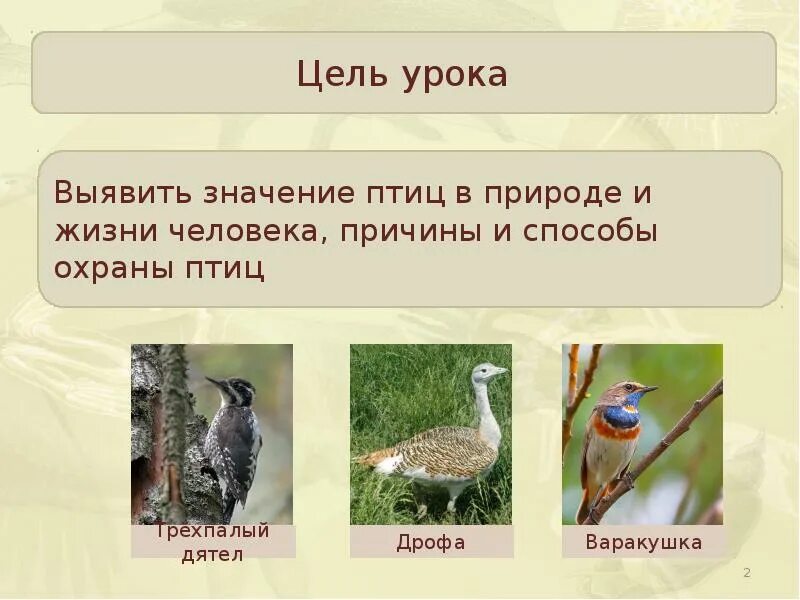 Охрана птиц в природе. Роль птиц в жизни человека. Значение птиц. Урок охрана птиц.