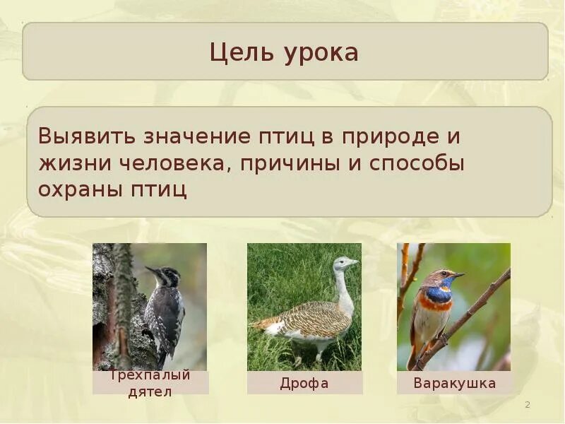 Значение птиц в жизни человека 8 класс. Охрана птиц в природе. роль птиц в жизни человека. значение птиц. урок охрана птиц.
