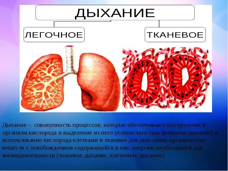 Внутриклеточное дыхание физиология. Внутреннее клеточное дыхание. Внутреннее тканевое дыхание. Клеточное и внешнее дыхание. Внутреннее клеточное дыхание.