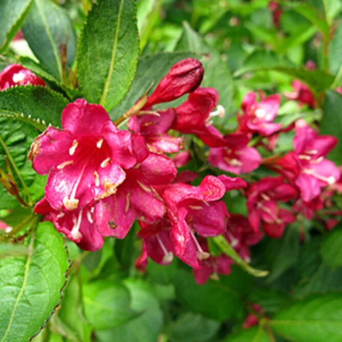 вейгела ратке