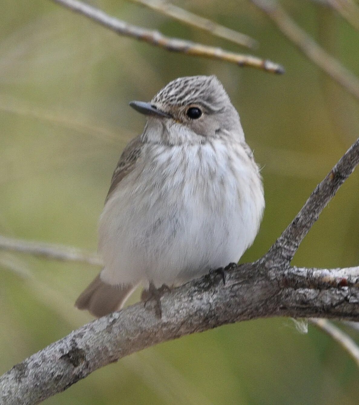 Какая будет серая птичка. Серая мухоловка (Muscicapa striata). Лесная сорокопутовая мухоловка. Серая мухоловка в Сибири. Серая мухоловка птенец.