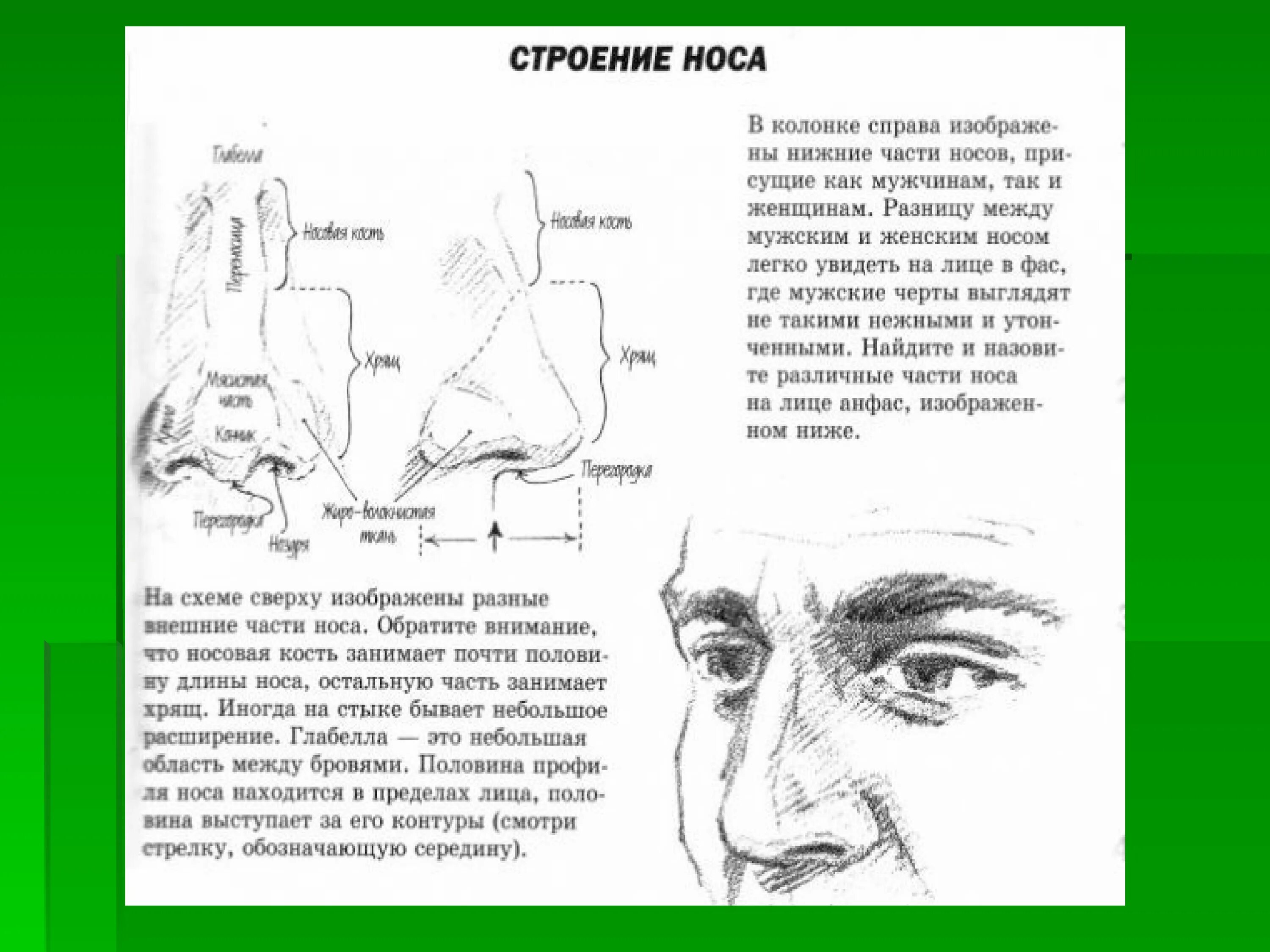 Почему нос назвали носом. Наименование частей носа. Нос части строение. Части носа как называются человека схема.