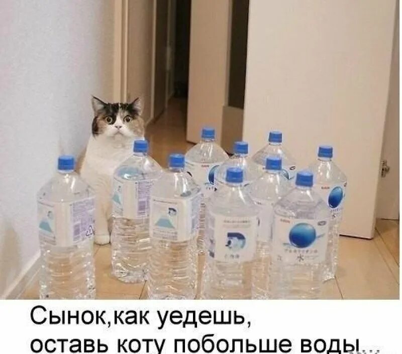 Уехал оставил сына. Оставь коту побольше воды. Будешь уезжать оставь коту воды. Оставил коту воды. Оставь коту воды прикол.