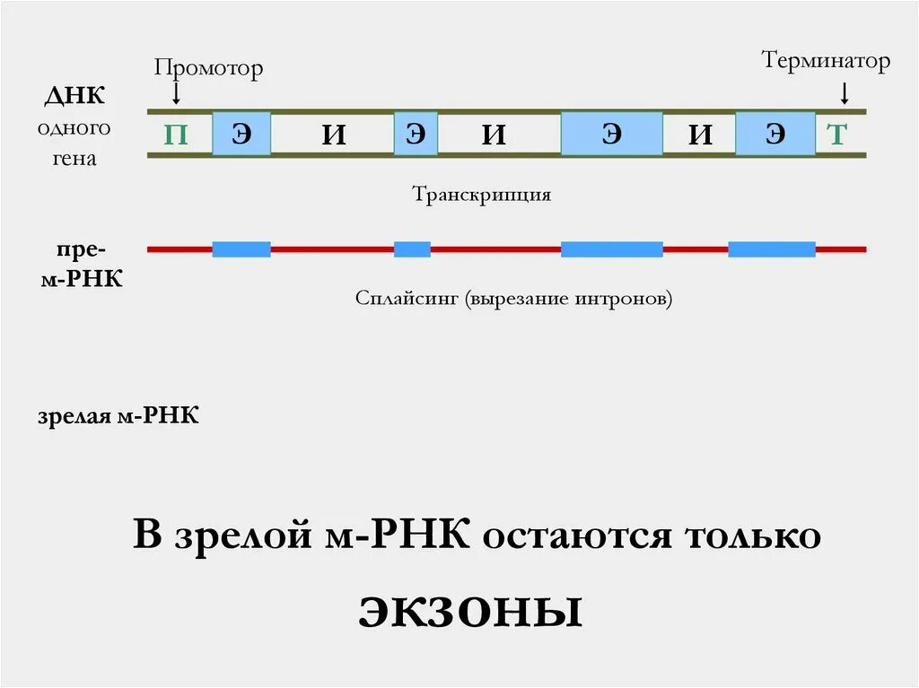 Hen транскрипция. Строение эукариотического Гена промотор 5 Лидер экзоны. Структура Гена транскрипция. Транскрипция промотор. Структура Гена промотор Терминатор.