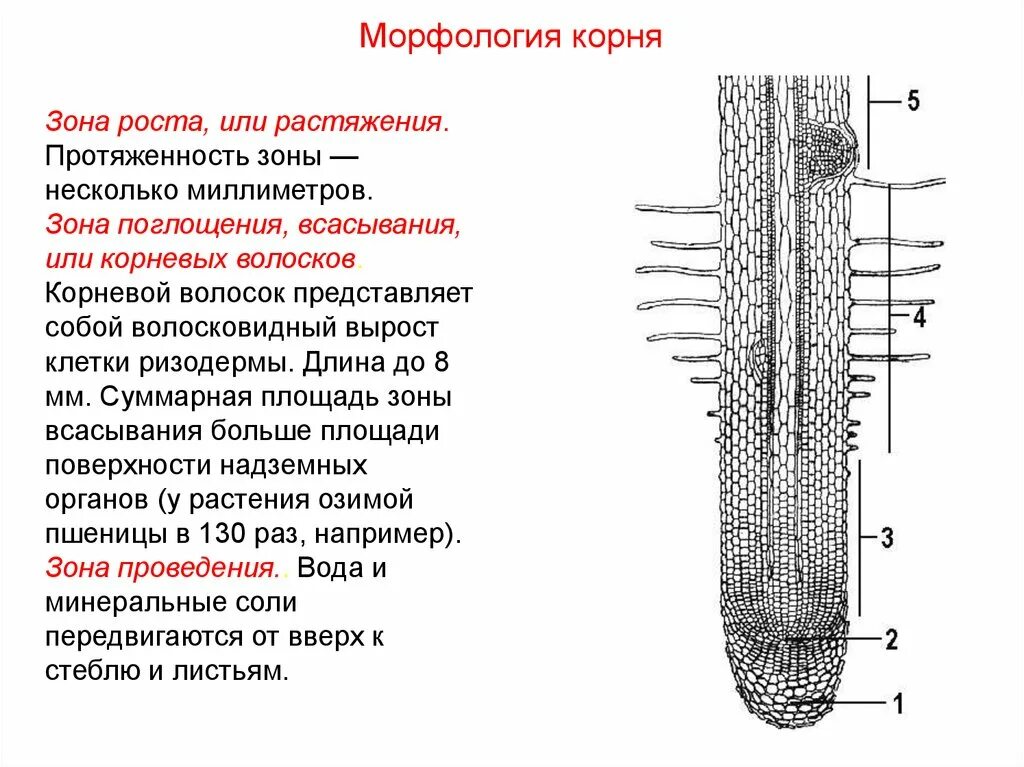 Вода необходима клеткам корня. Клеточное строение корня биология. Строение корня растения зоны. Клеточное строение корня рисунок. Клеточное строение корня зоны.