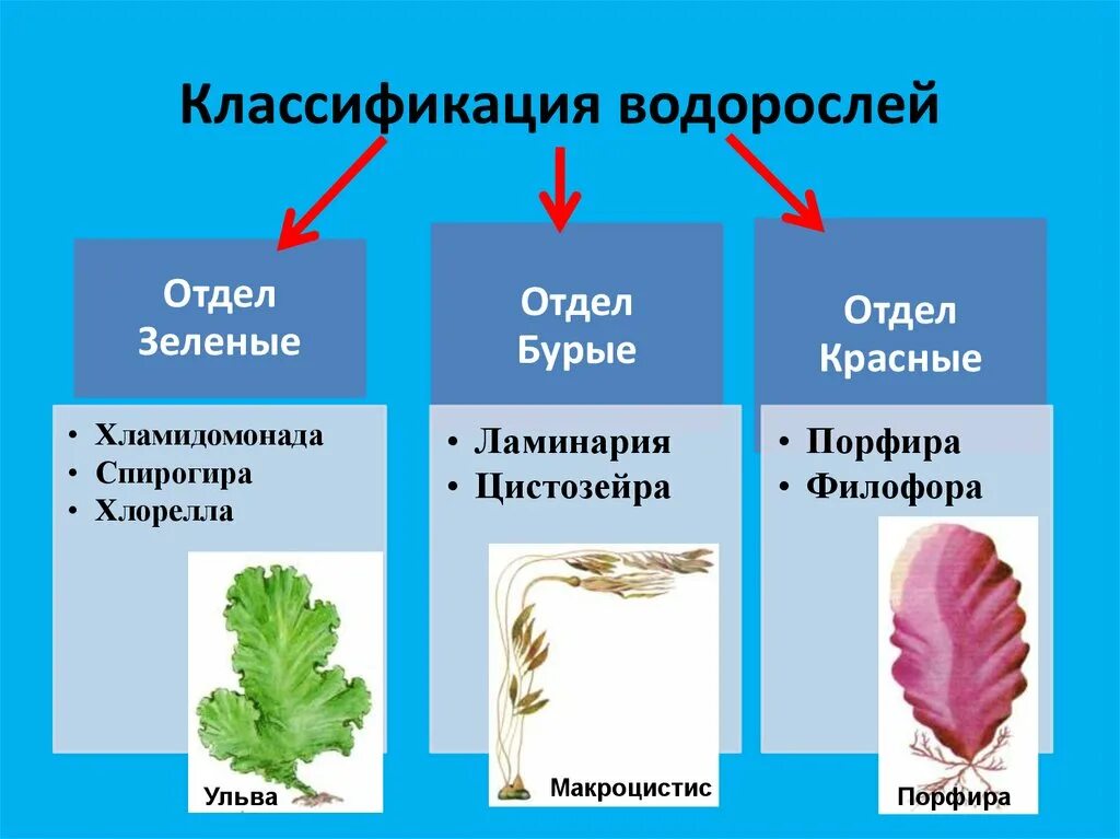 Характеристика классов водорослей