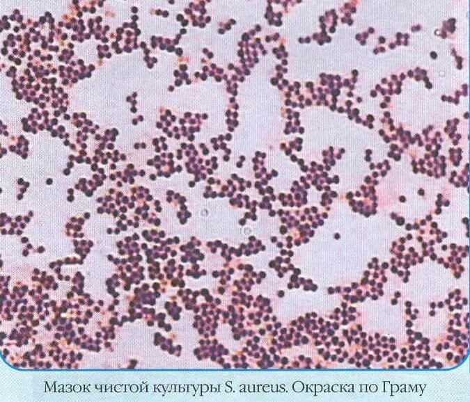 Staphylococcus pseudintermedius