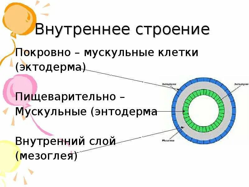 Эктодерма у позвоночных животных. Строение эктодермы. Внутренне строение энтодерма эктодерма. Внутреннее строение эктодермы и энтодермы. Из чего состоит эктодерма.