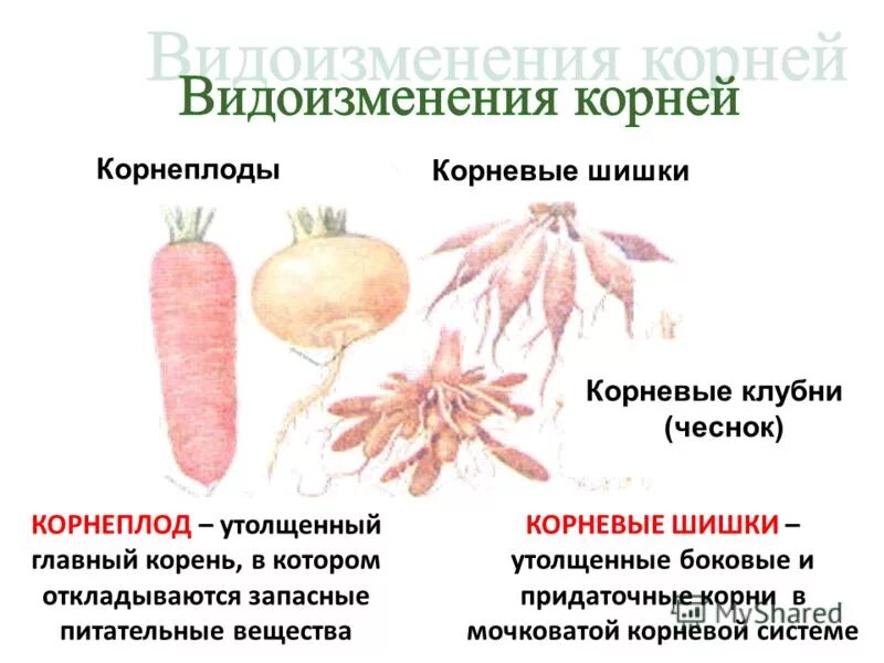 Видоизмененные корни клубеньки. Видоизмененные корни корневые клубни. Функции корнеплодов и корневых шишек.