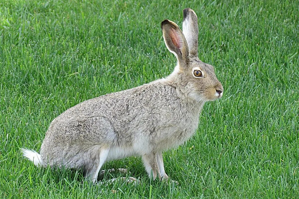 Хвост зайца русака. Заяц-Беляк – Lepus timidus Linnaeus, 1758. Белохвостый заяц. Заяц Русак летом.