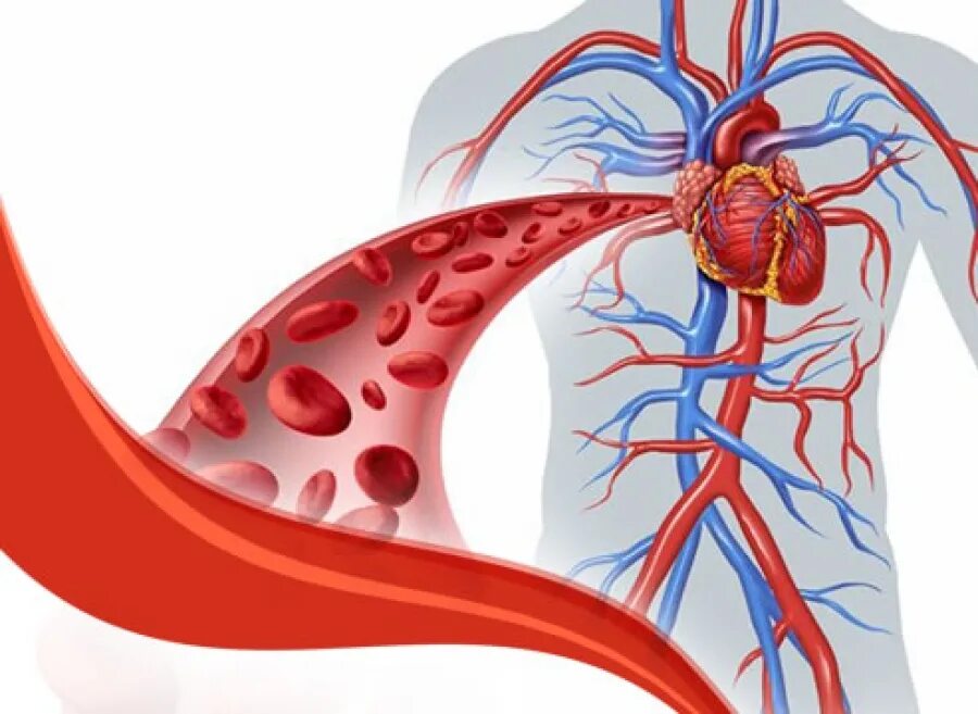 Кровообращение нормализация. Циркуляция крови. Улучшение кровообращения. Циркуляция крови по сосудам. Кровоток по артериям.