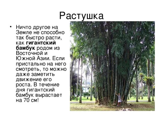 За сколько часов вырастает бамбук. Как быстро растет бамбук. Скорость роста бамбука. Насколько быстро растет бамбук. Рост бамбука за сутки.