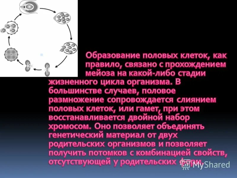 Образование половых клеток. Процесс образования половых клеток гамет. Формирования образования половых клеток. Образование половых клеток у животных мейоз.