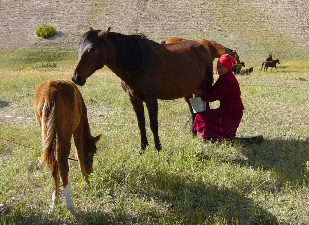занятия казахстана. национальные игры казахов. занятия казахстана. хакасы пастух. занятия казахстана.