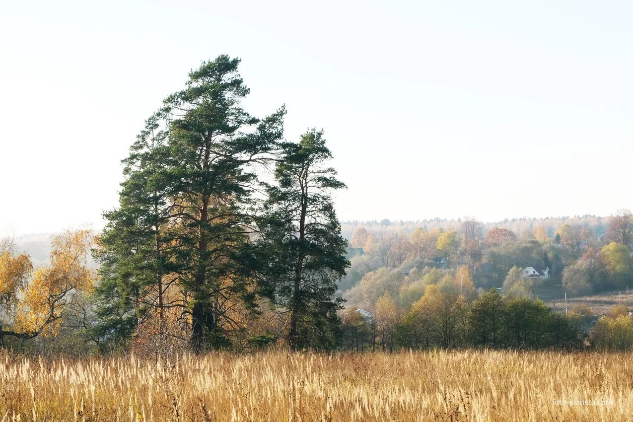 Деревня дубечино ступинский район московская область. Продается участок. Погода в дубечино. Дубечино ступинский район снт. Погода в дубечино.