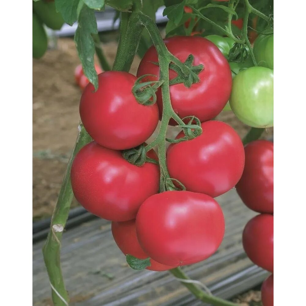 Томат тм 10740. Томат тм 10740. Томат тм 10740 f1 характеристика и описание. Томат тм 10740 f1 престиж. Томат торбей f1.