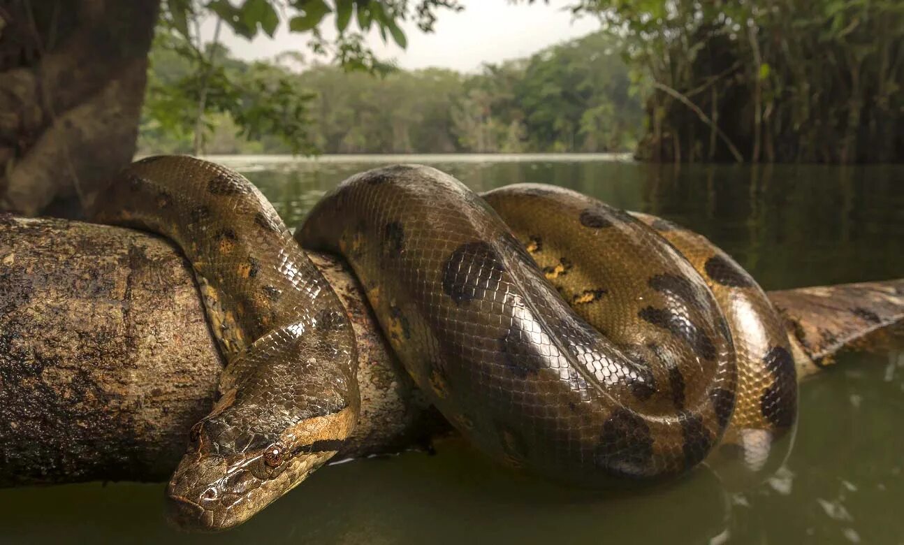 Самая гигантская анаконда. Анаконда змея. Самая большая Анаконда река Амазонка.