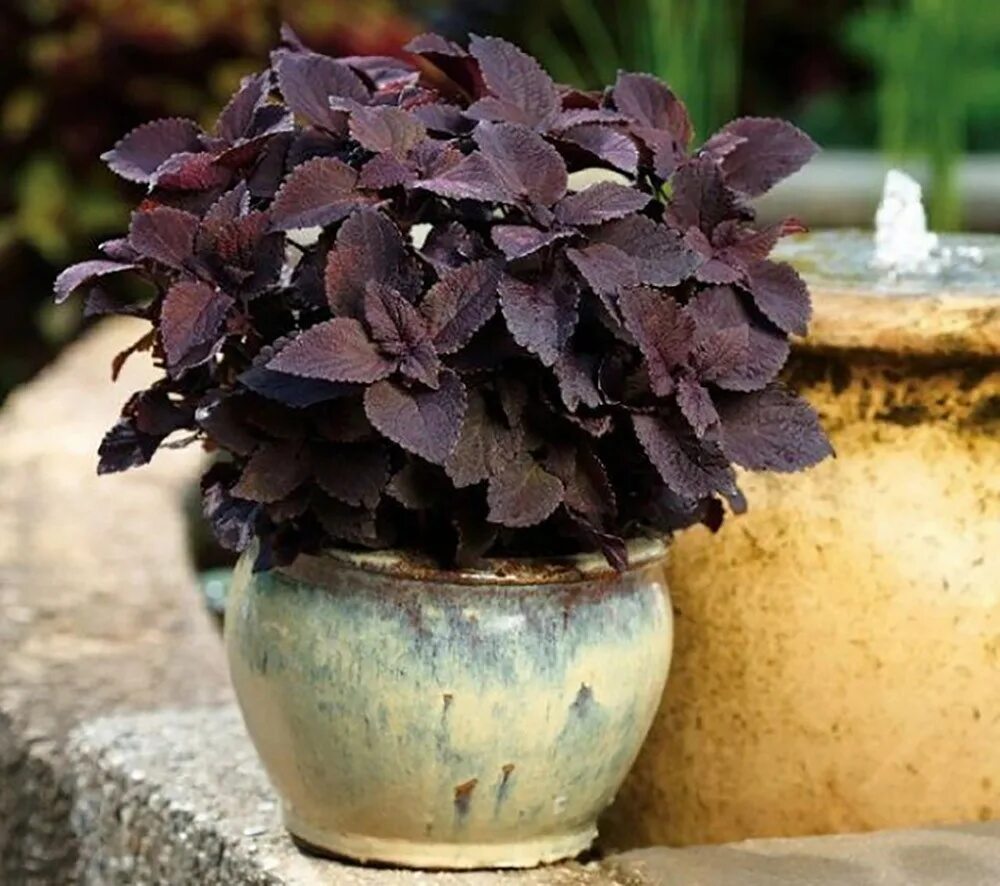 Фикус черный принц. Цветок черный принц. Чёрный принц растение. Замиалискус черный принц. Антуриум black queen.