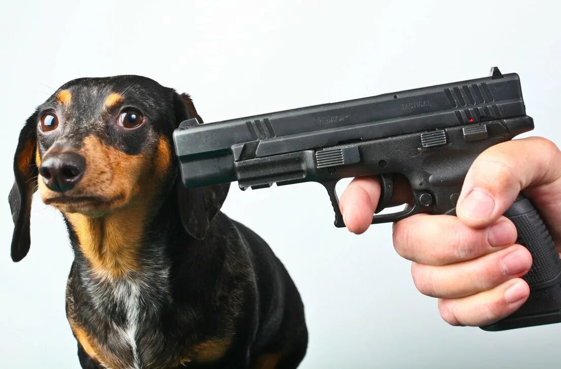 Охотник с собакой. Черный пес выстрел. Черный пес выстрел. Черный пес выстрел. Собака застрелила охотника.