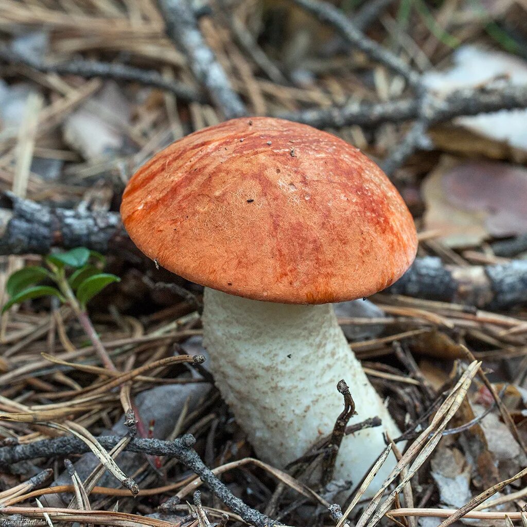 Съедобные грибы подосиновик. Подосиновик Болетовые. Leccinum vulpinum. Подосиновик Сосновый.