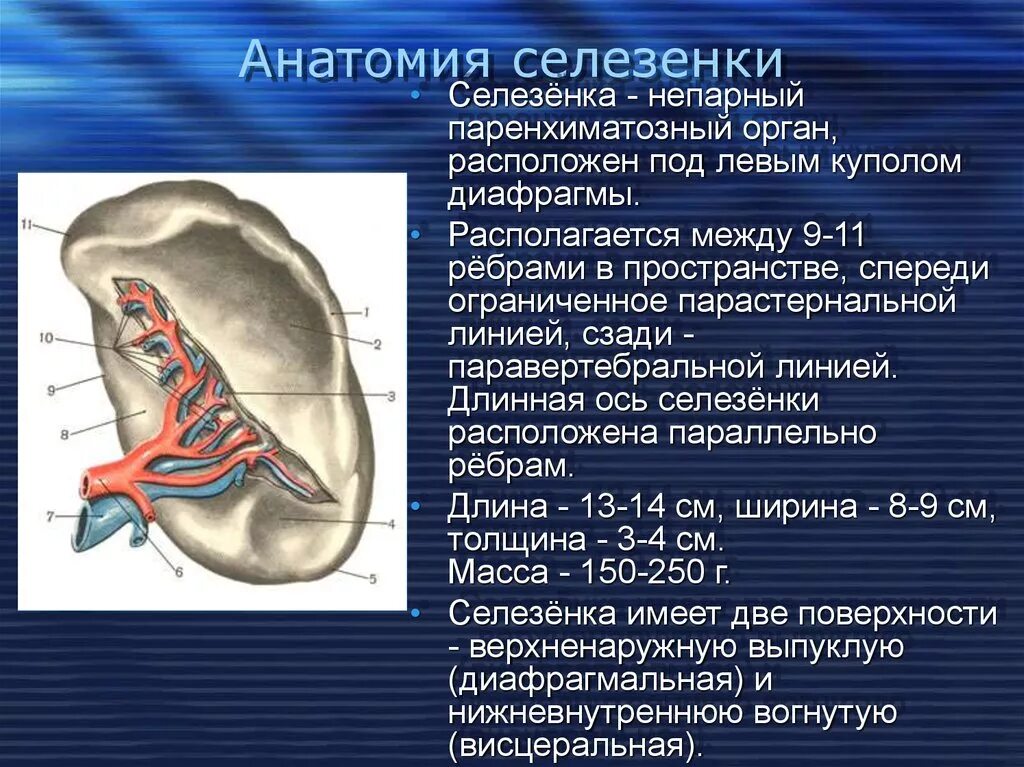 Описание селезенки