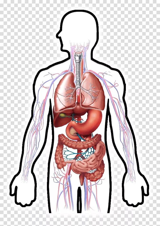 Human organs. Организм человека пищеварительная система. Дыхательная и пищеварительная система человека. Внутренние органы человека. Прозрачные внутренние органы.