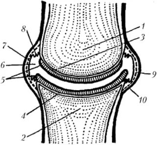 Какие структуры сустава обозначены цифрами