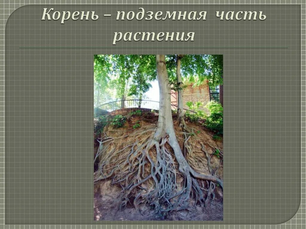 Корни растения бывают. Корни растений. Подземные корни. Корневая часть растения. Подземные корни растений.