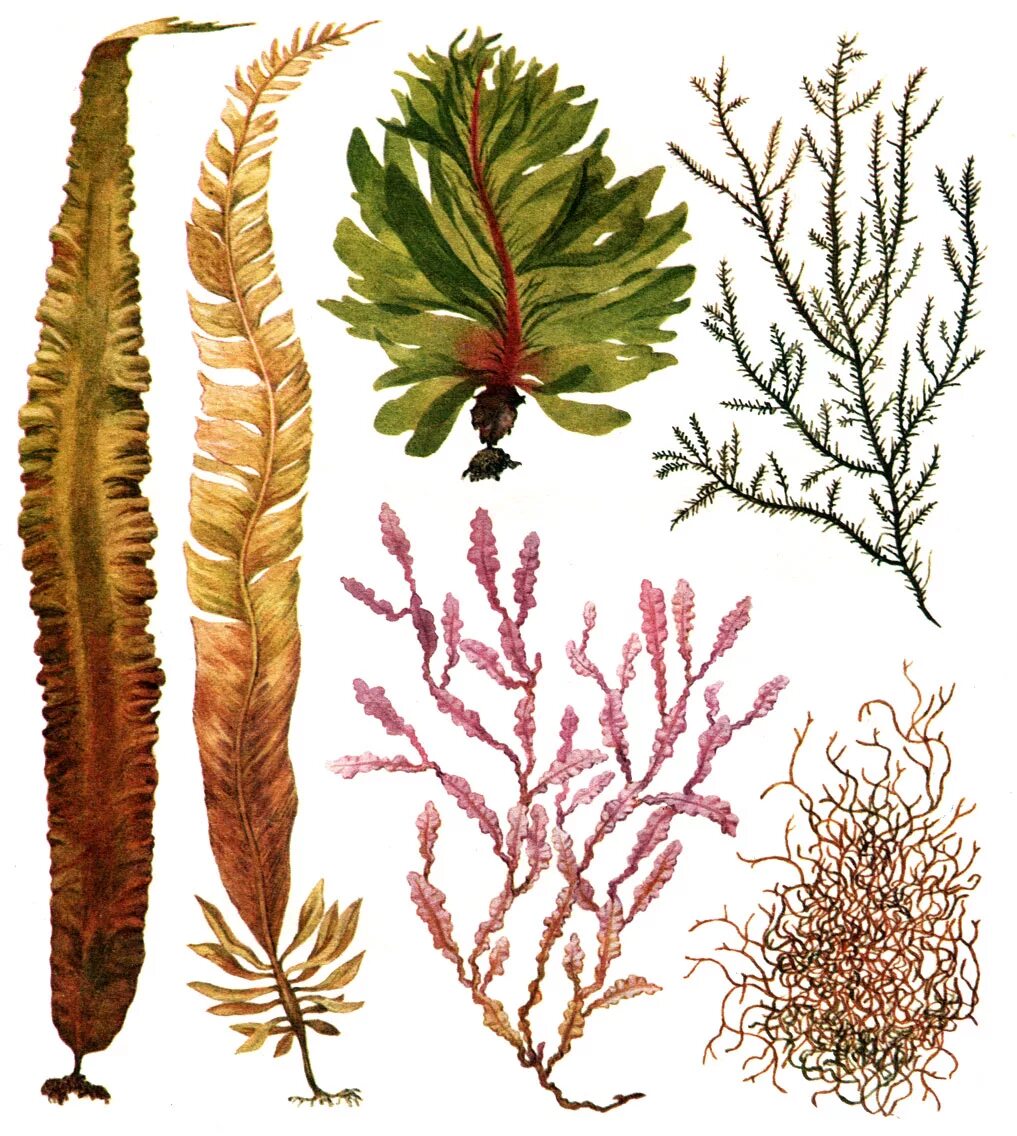 Морские растения список. Бурые водоросли ламинария. Филлофора водоросль. Таллом бурой водоросли. Ламинариевые бурые водоросли.