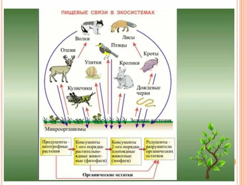 Трофическая структура сообщества. Трофические связи сети питания. Пищевые цепи трофическая структура биогеоценоза. Трофическая связь в экосистеме структура. Схема трофической структуры биоценоза широколиственного леса.