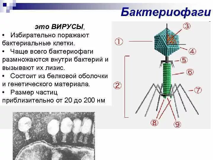 Строение бактериофага микробиология. Вирусы бактерий бактериофаги. Бактериофаг функции структур. Бактериофаг это вирус поражающий клетки. Наследственный аппарат вируса формы жизни бактериофаги
