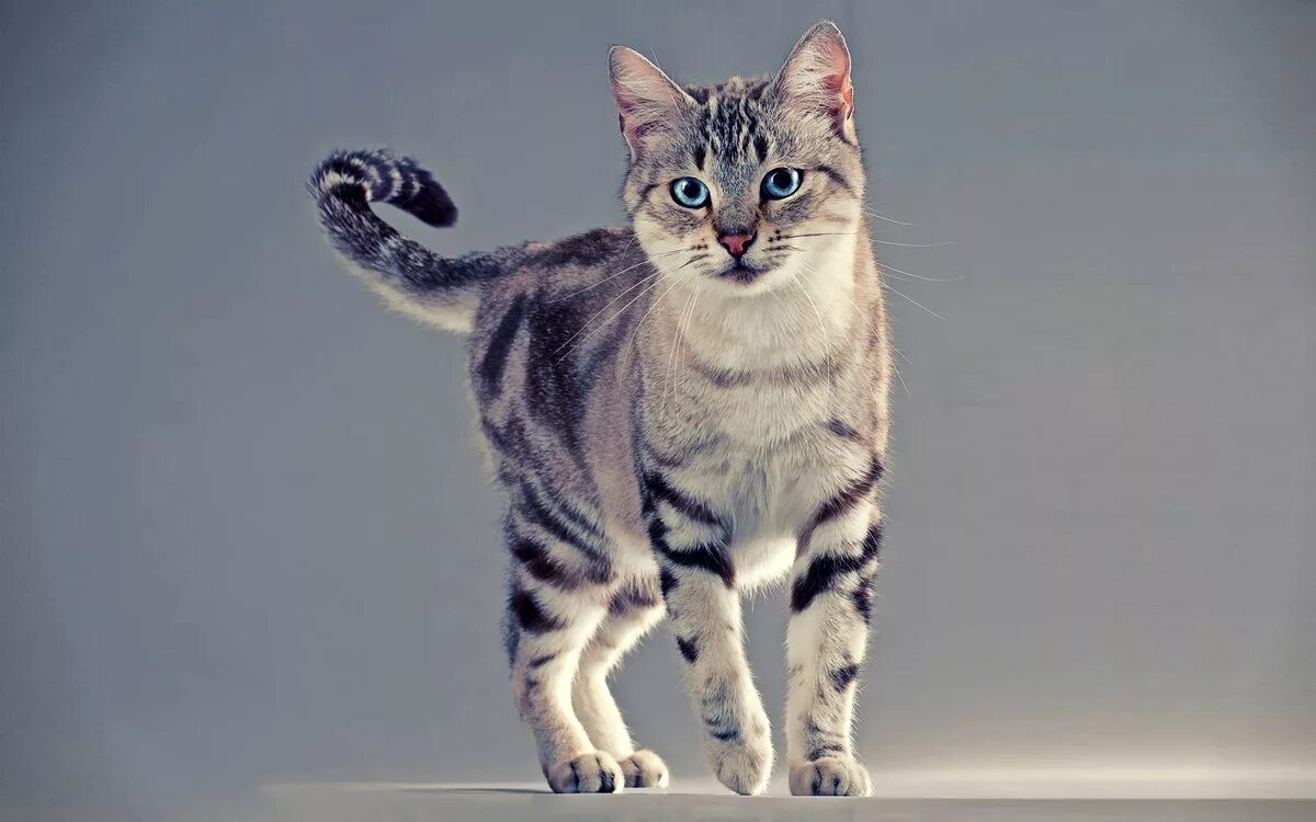 Порода кошек 6. Американская короткошерстная табби. Американская короткошерстная кошка табби. Американская короткошерстная кошка голубая. Американская короткошерстная кошка с голубыми глазами.