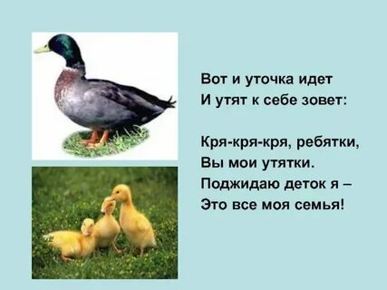 Белый день утки кря кря