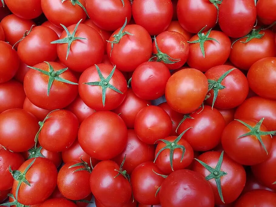 Выращивание томата красным красно. Красный помидор. Томаты коктейльные. Большой красный помидор. Разные красные помидоры.