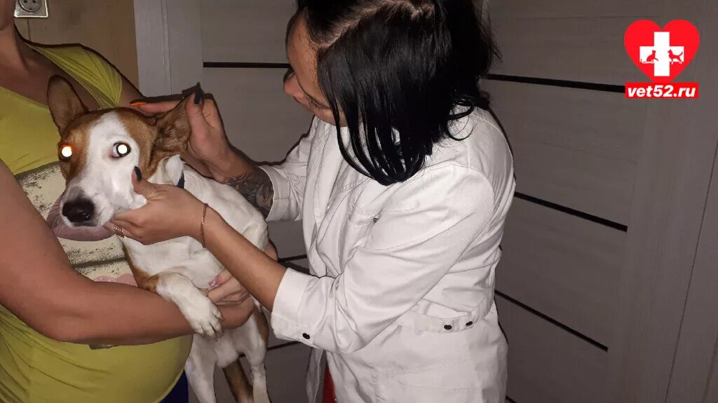 Ветеринарная клиника нижний новгород сормовский. Ветеринар нижний. Ветеринар нижний. Ветеринар нижний новгород. Ренат ветеринар нижний новгород.