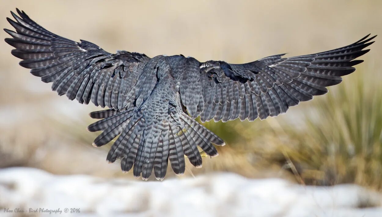 Bird back. Big wild birds no background.