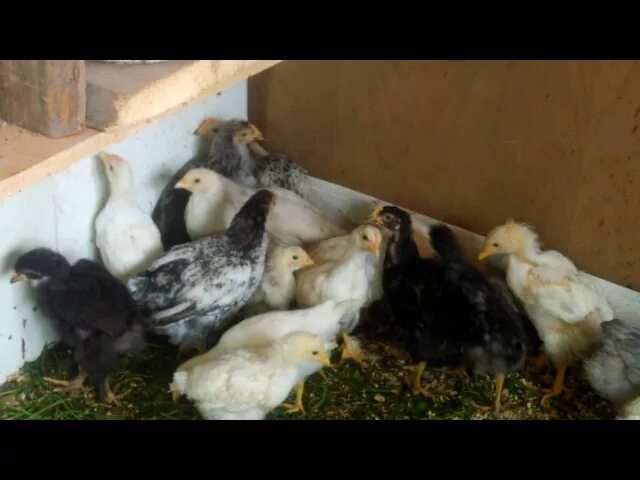 Куры 2 месяца. Цыплята кур несушек в 2 месяца. Курицы несушки цыплята 2 месяца. Месячные цыплята несушки. 2 Месячные цыплята.