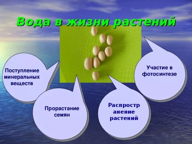 Какое значение имеет вода для растений. Какое значение имеет вода для растений