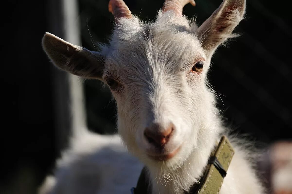 кличка козы машка. коза машка. коза прикол. коза машка. коза машка.