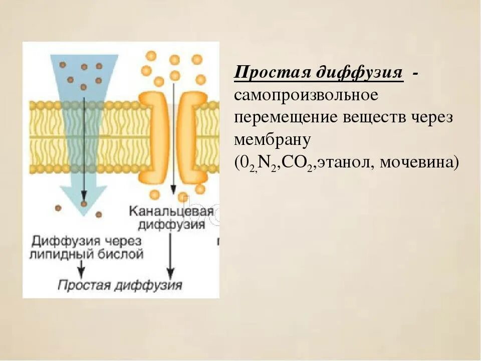 Клеточная мембрана облегченная диффузия. Пассивный транспорт веществ простая и облегченная диффузия. Простая и облегченная диффузия через мембрану. Простая диффузия. Диффузный путь