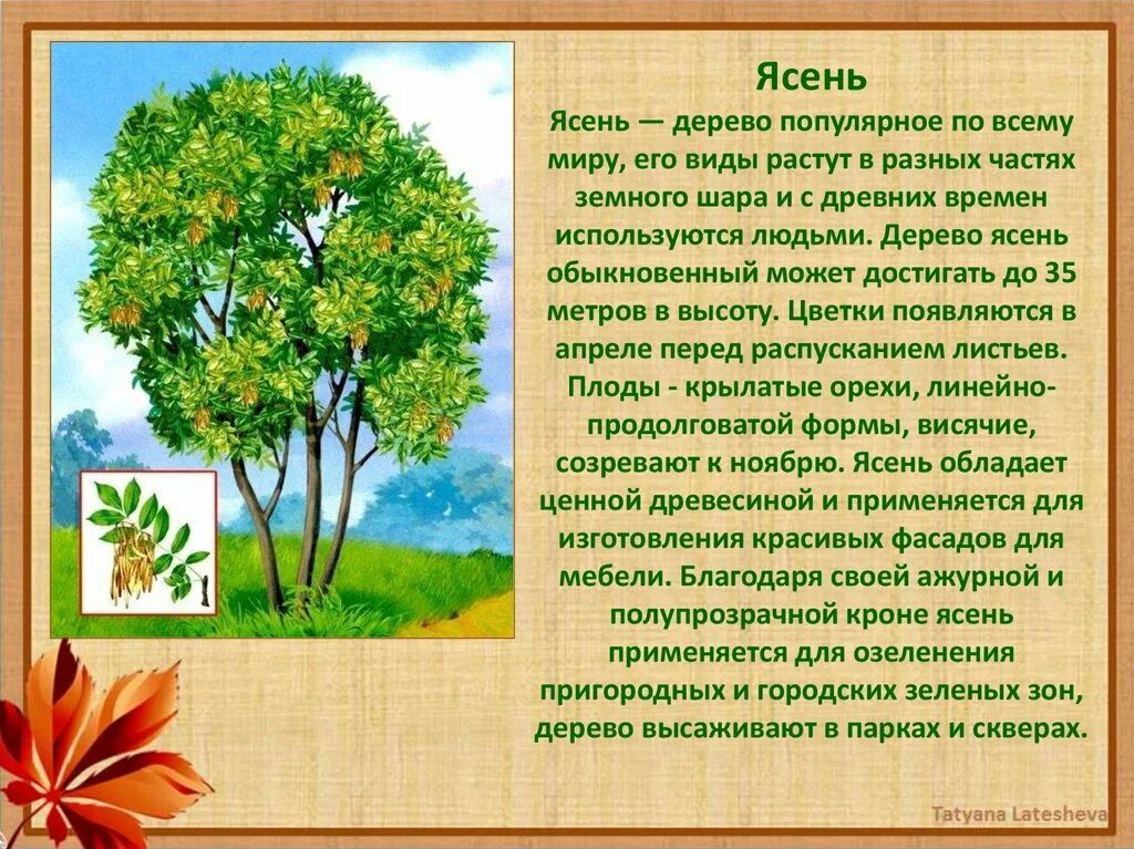 Ясень краткое описание. Ясень дерево. Ясень дерево описание. Ясень краткая информация. Описание дерева красиво