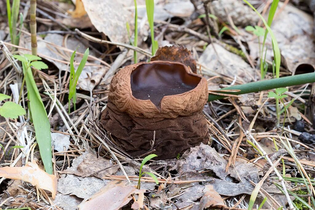 Саркосома шаровидная фото и описание. Саркосома шаровидная Sarcosoma globosum. Саркосома шаровидная гриб. Молодильный гриб Саркосома. Гриб Саркосома красная.